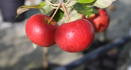 Appelboom 'Fiesta' - vanaf € 22,99 - Consumptieappelbomen