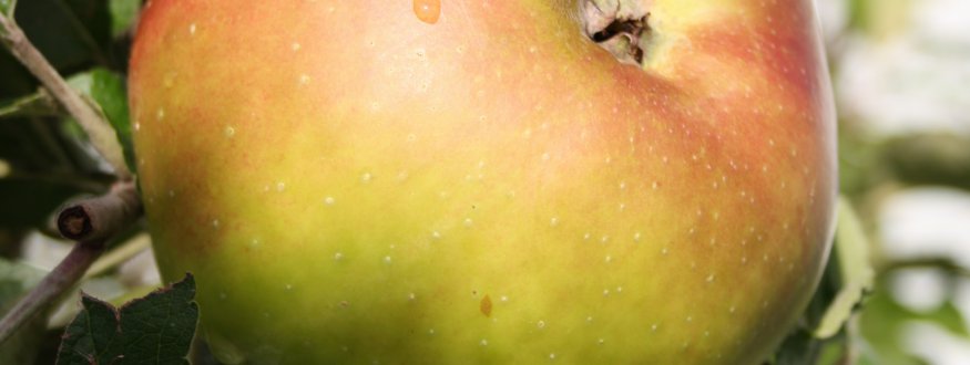 Appelboom 'Bramley's Seedling' Appel 'Bramley's Seedling'