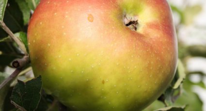 Appelboom 'Bramley's Seedling' - vanaf € 18,99 - Consumptieappelbomen