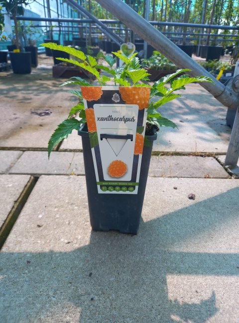 Struik Grote Pot