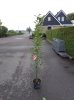 Grote Zuilboom