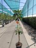 Grote Zuilboom