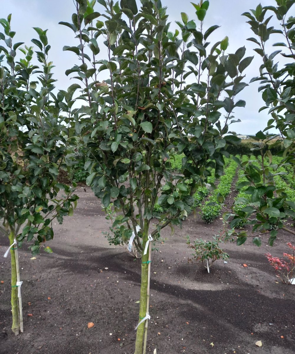 Foto van de karakterfruitboom KB00026