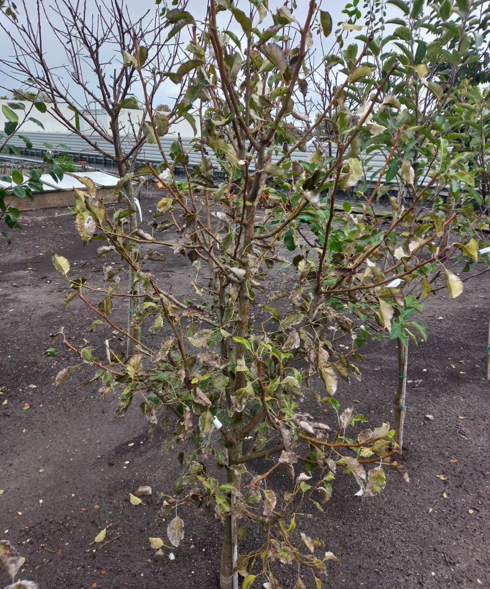 Foto van de karakterfruitboom KB00040