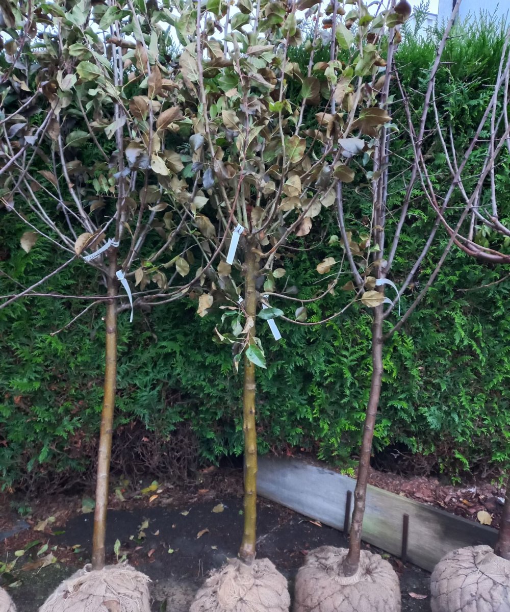 Foto van de karakterfruitboom KB00058