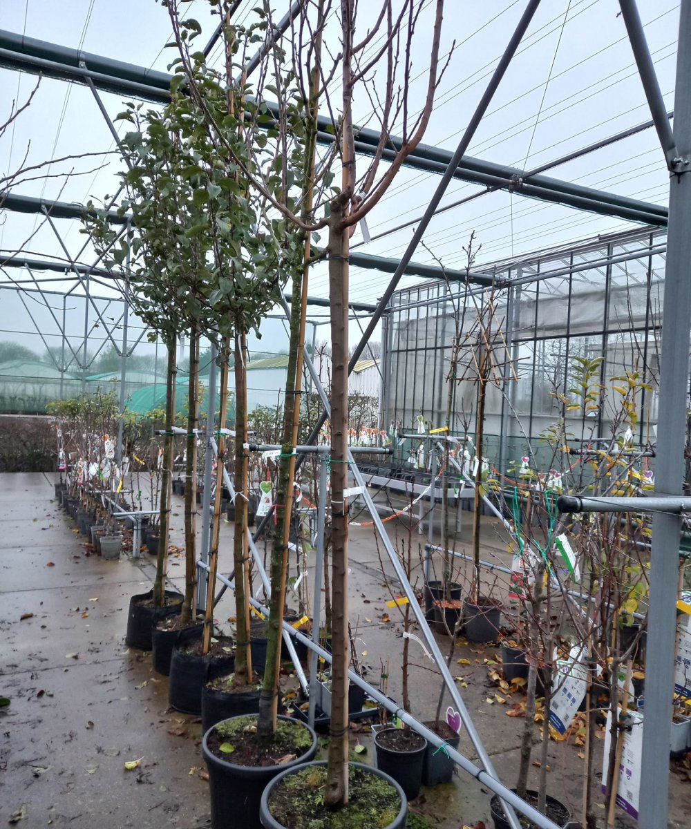 Foto van de karakterfruitboom KB00066
