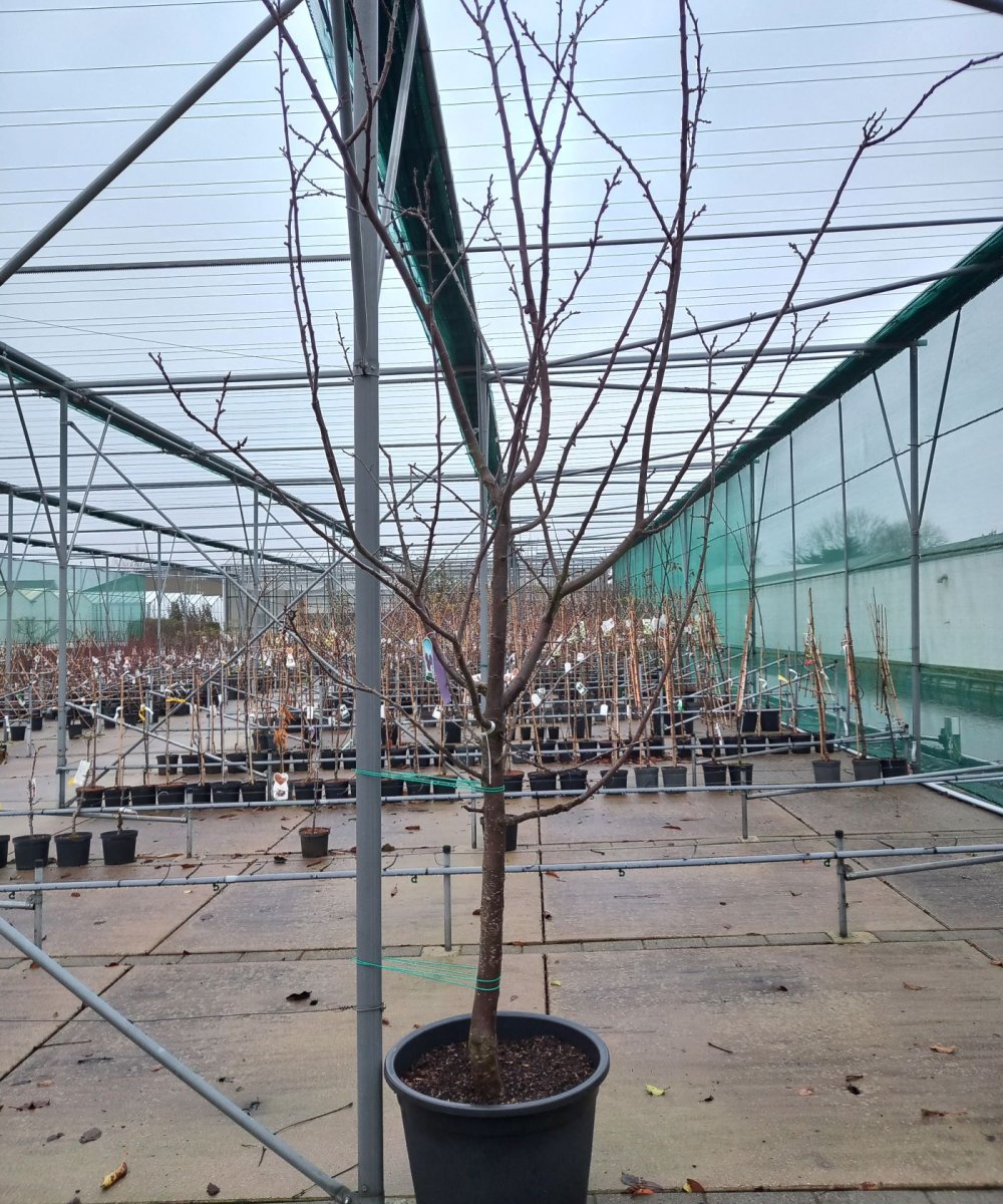 Foto van de karakterfruitboom KB00070