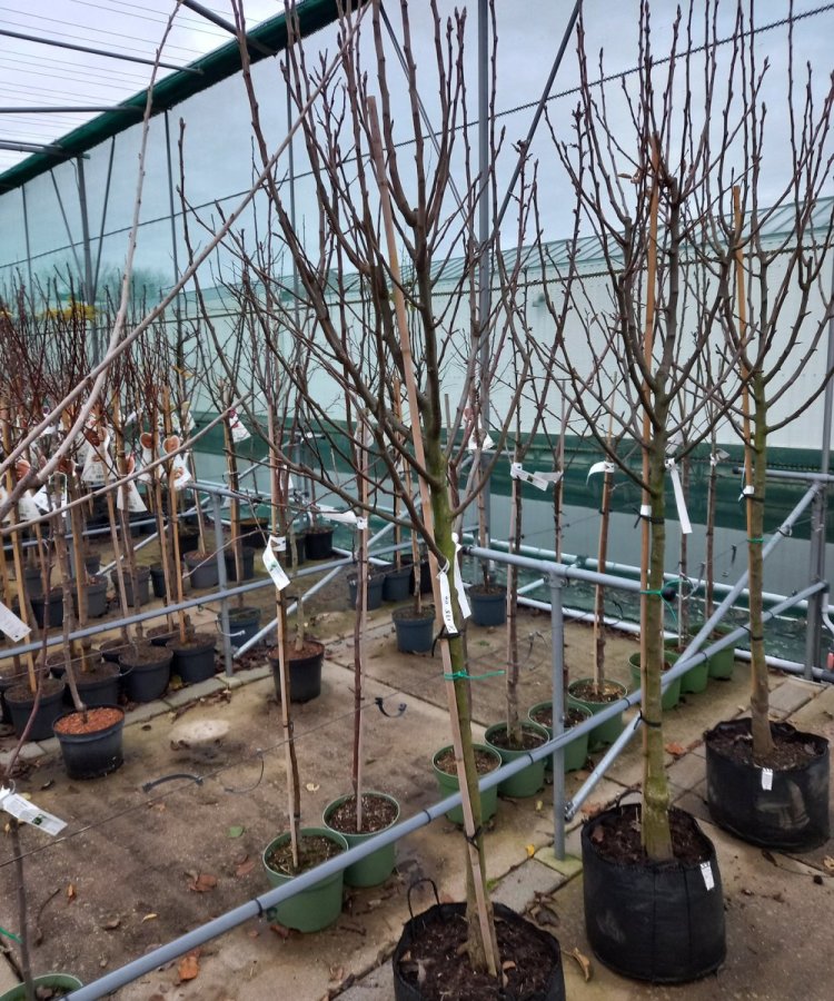 Foto van de karakterfruitboom KB00080