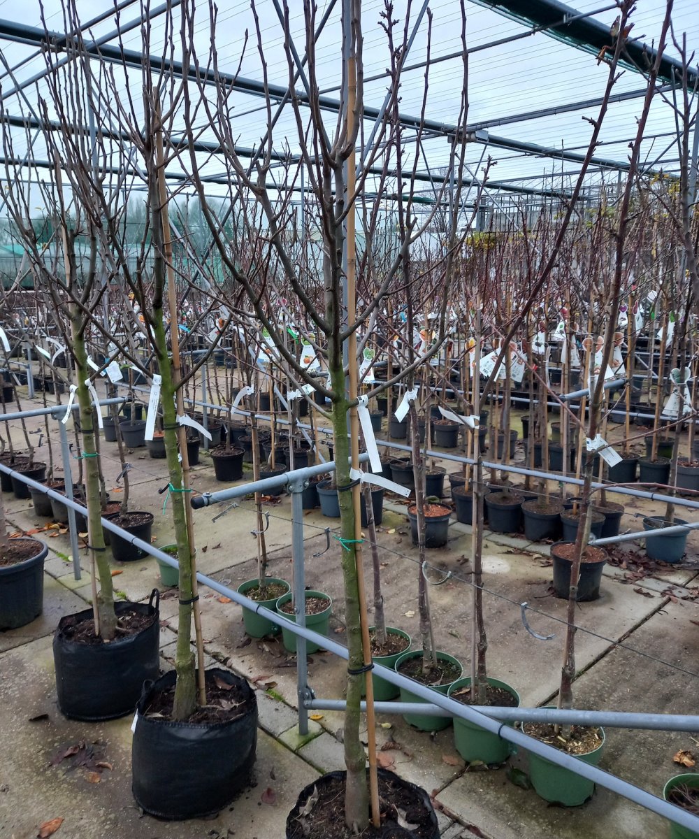 Foto van de karakterfruitboom KB00082