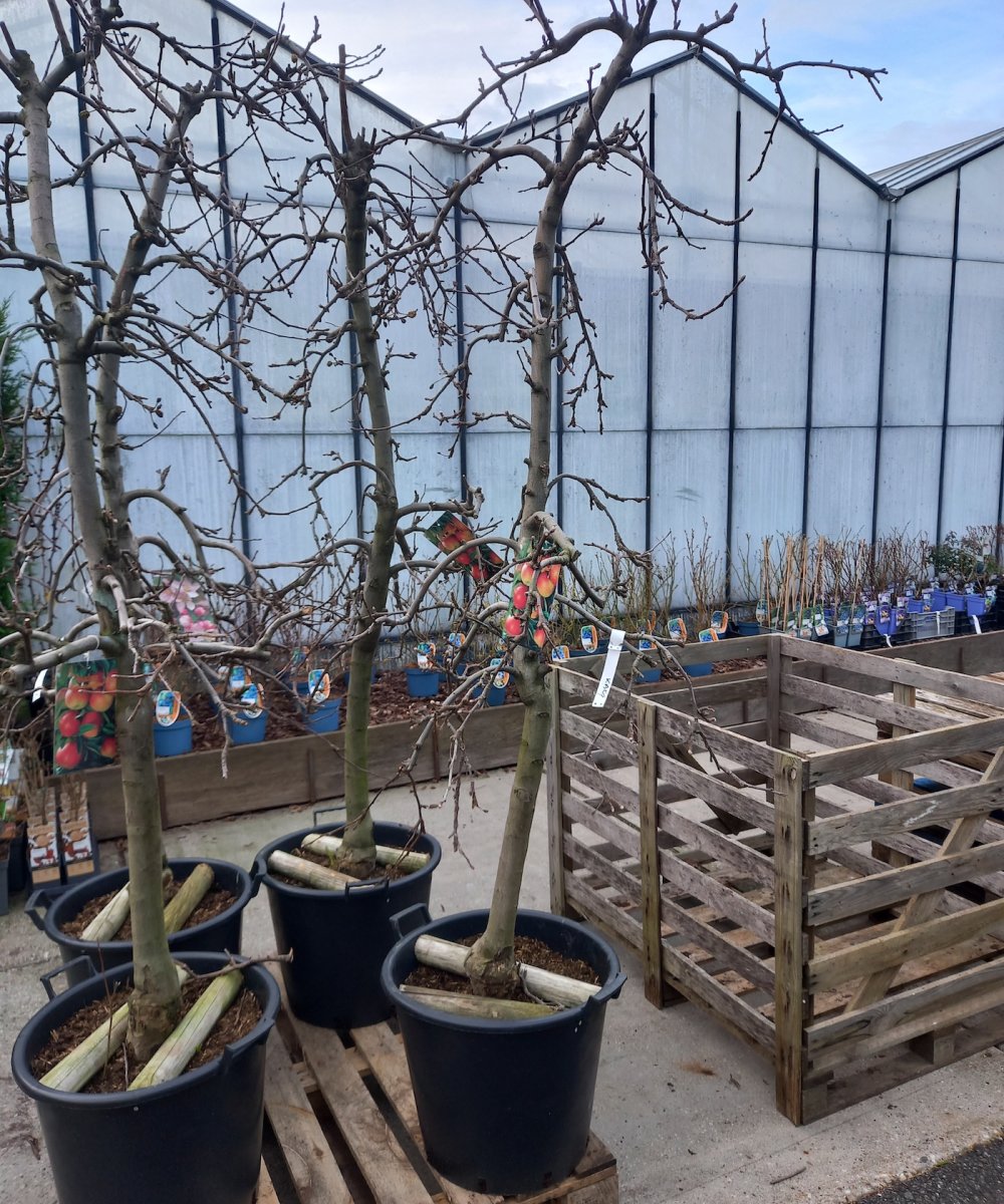 Foto van de karakterfruitboom KB00086