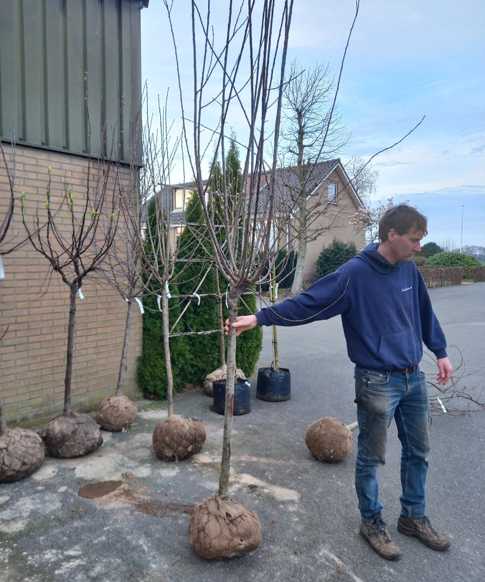 Foto van de karakterfruitboom KB00093