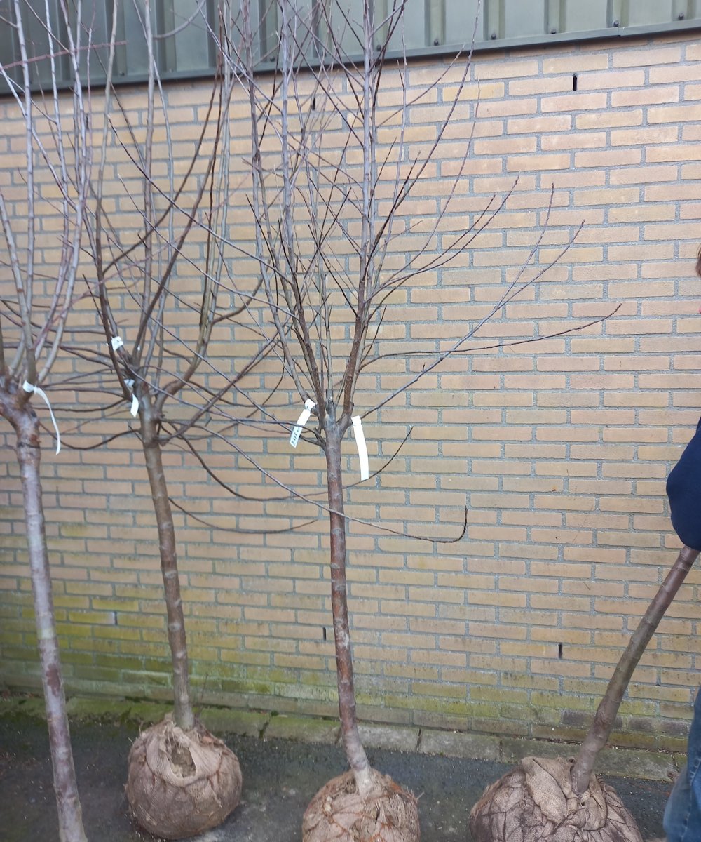 Foto van de karakterfruitboom KB00097