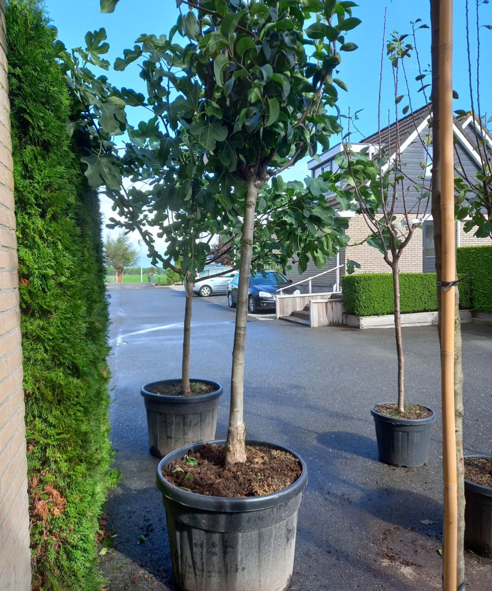 Foto van de karakterfruitboom KB00111