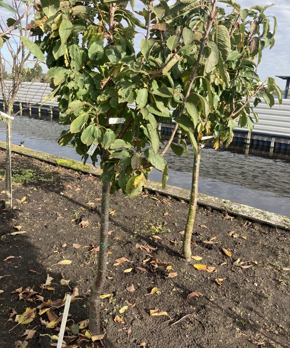 Foto van de karakterfruitboom KB00125