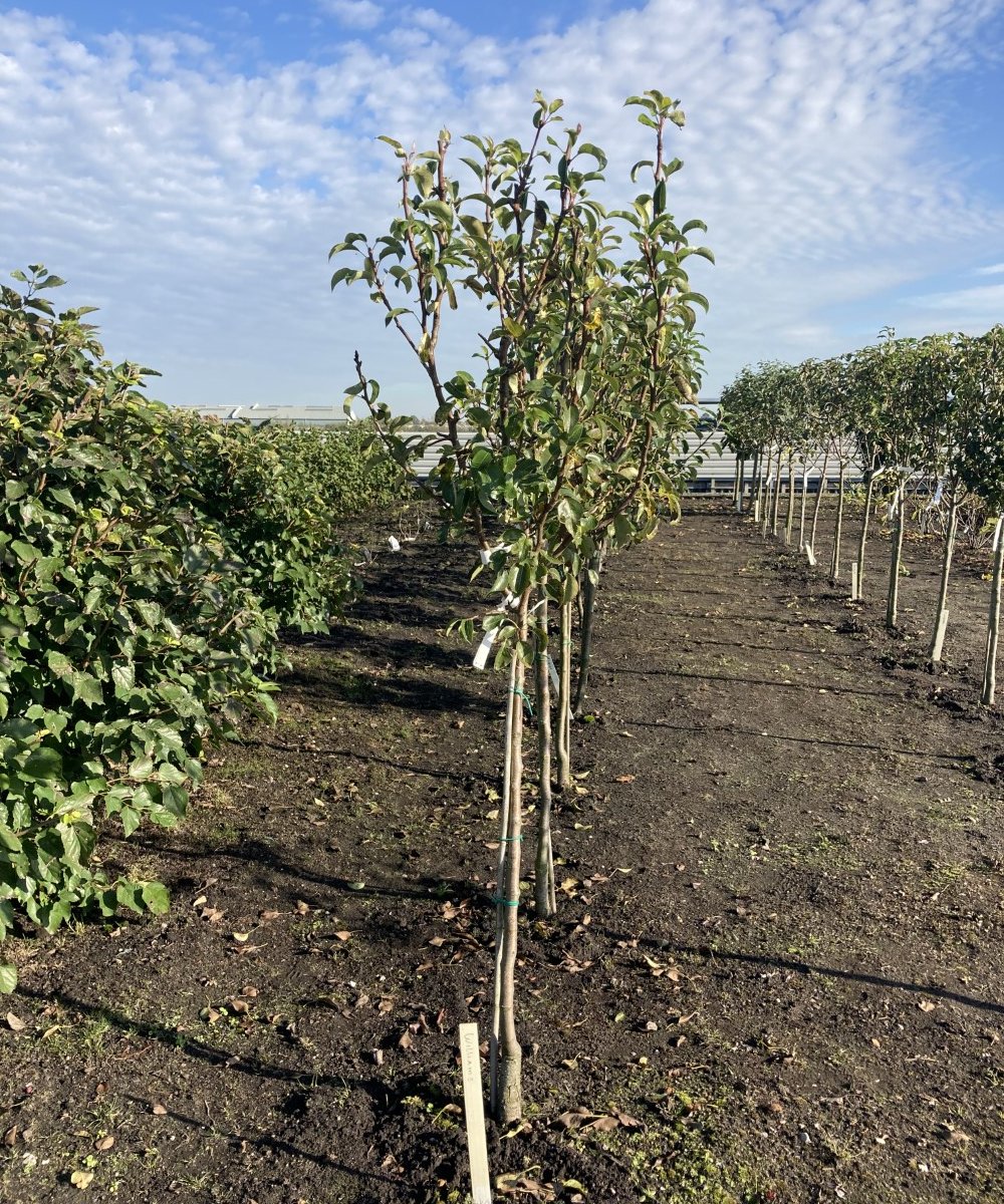 Foto van de karakterfruitboom KB00129