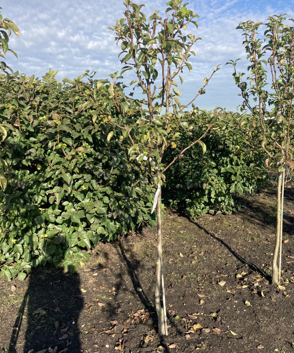 Foto van de karakterfruitboom KB00130