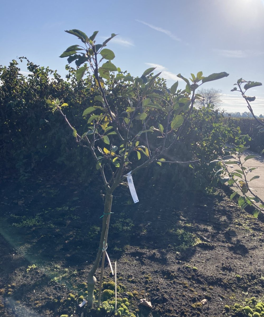 Foto van de karakterfruitboom KB00146