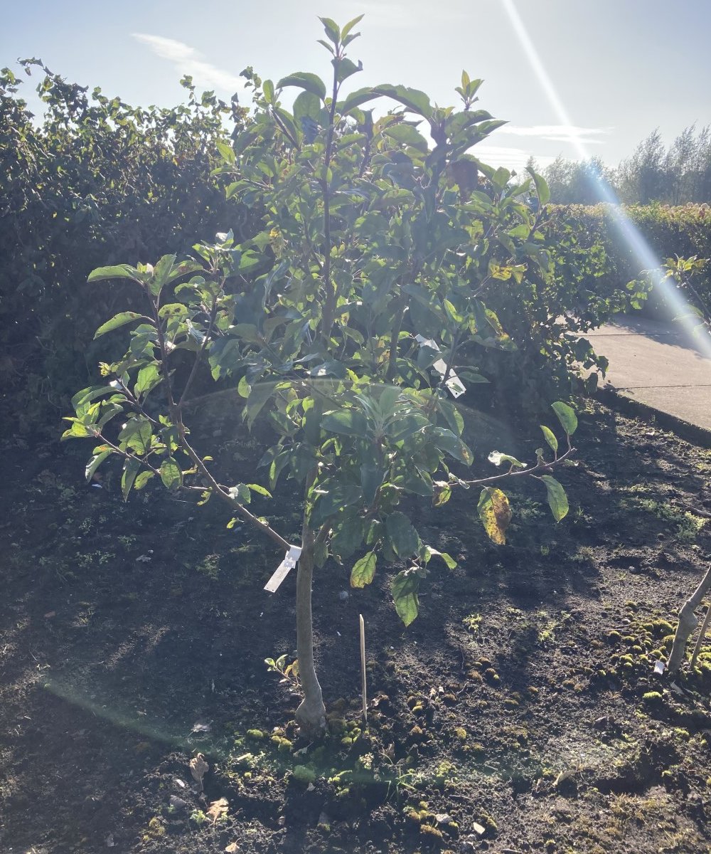 Foto van de karakterfruitboom KB00147