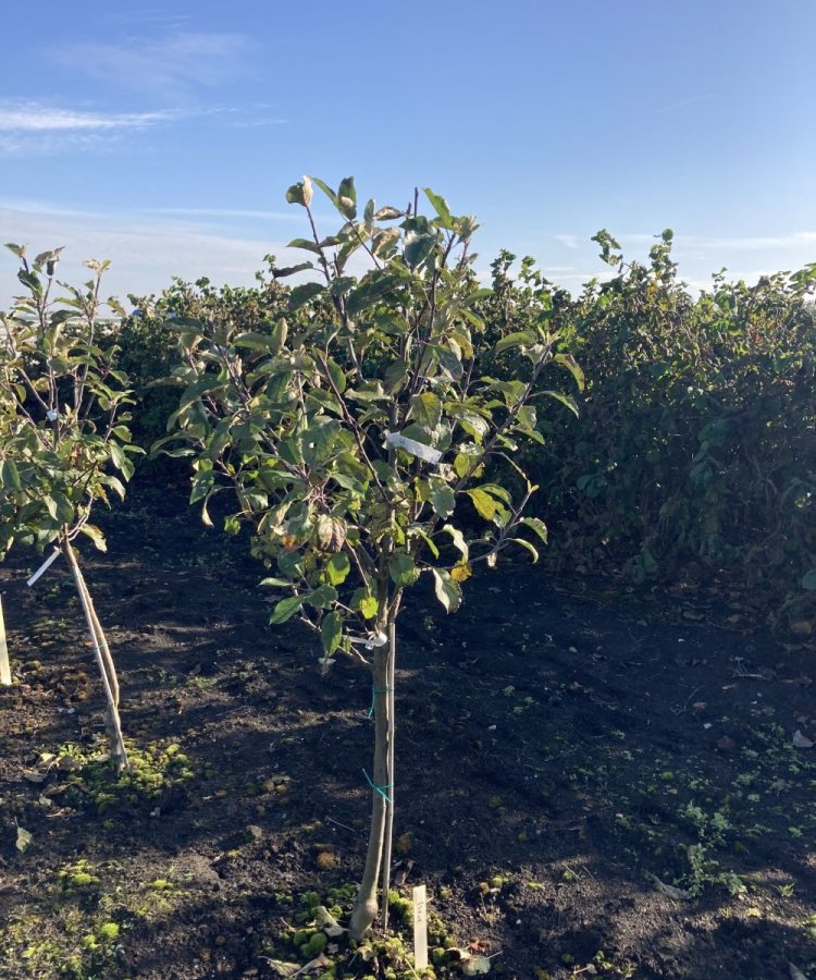 Foto van de karakterfruitboom KB00150