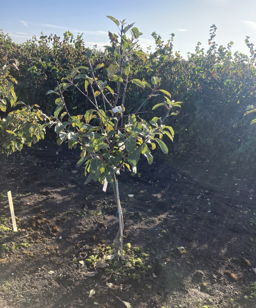 Foto van de karakterfruitboom KB00151