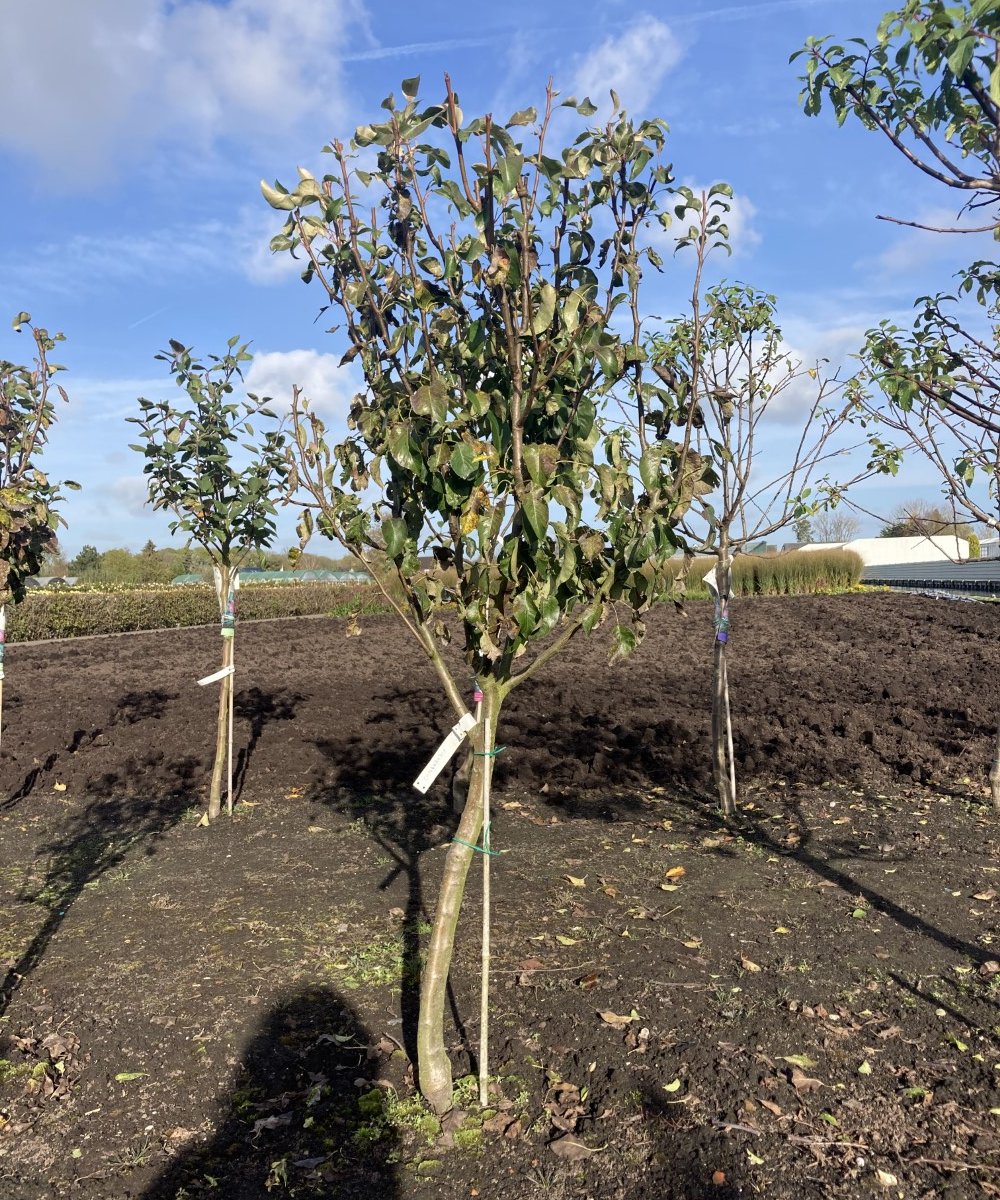 Foto van de karakterfruitboom KB00156