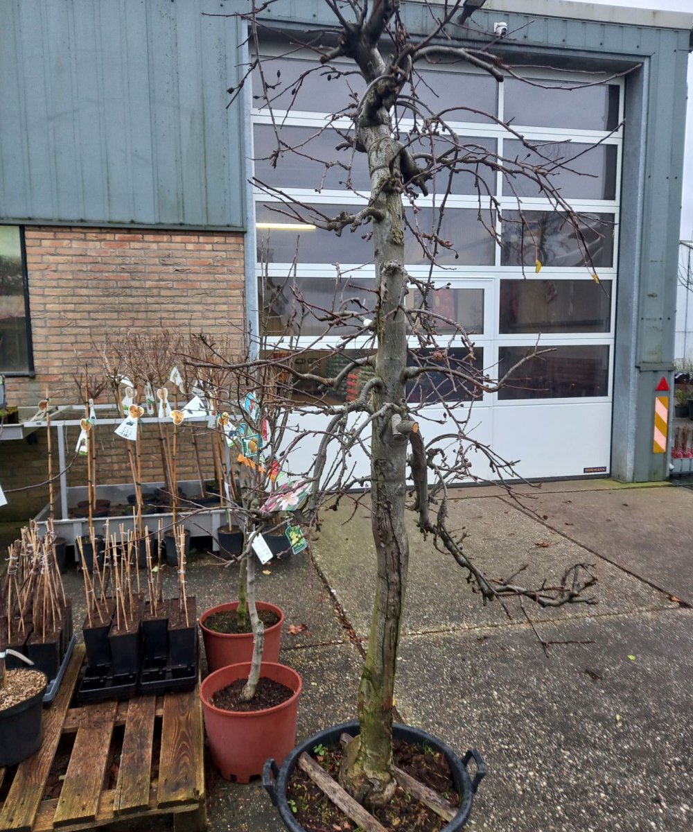 Foto van de karakterfruitboom KB00173