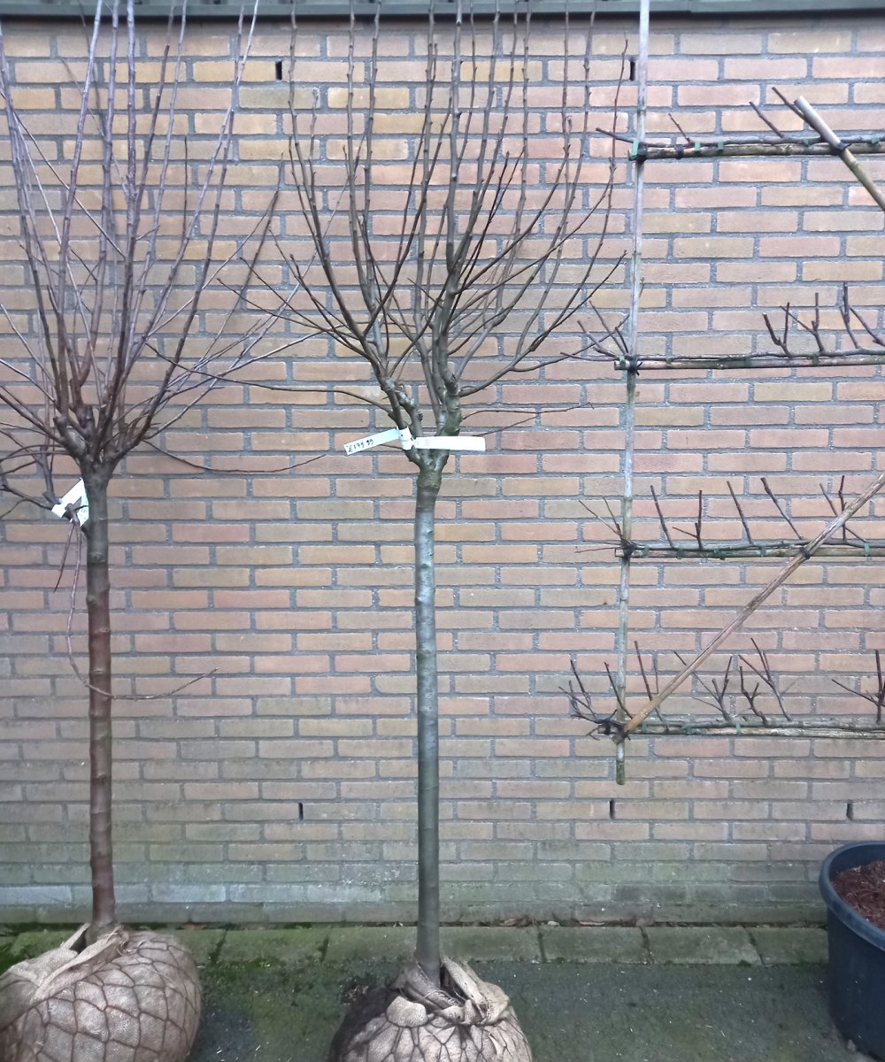 Foto van de karakterfruitboom KB00181