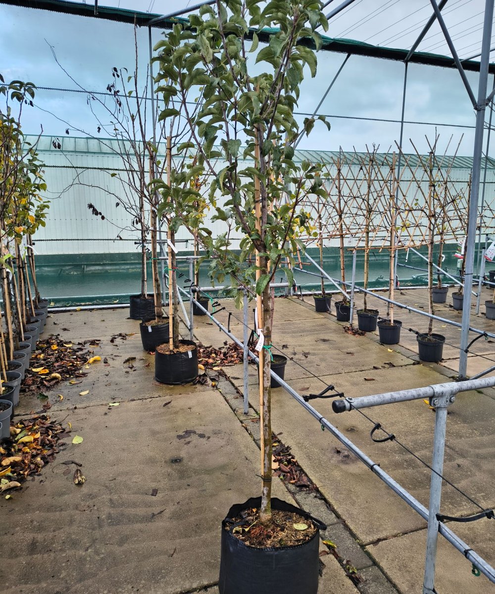 Foto van de karakterfruitboom KB00184