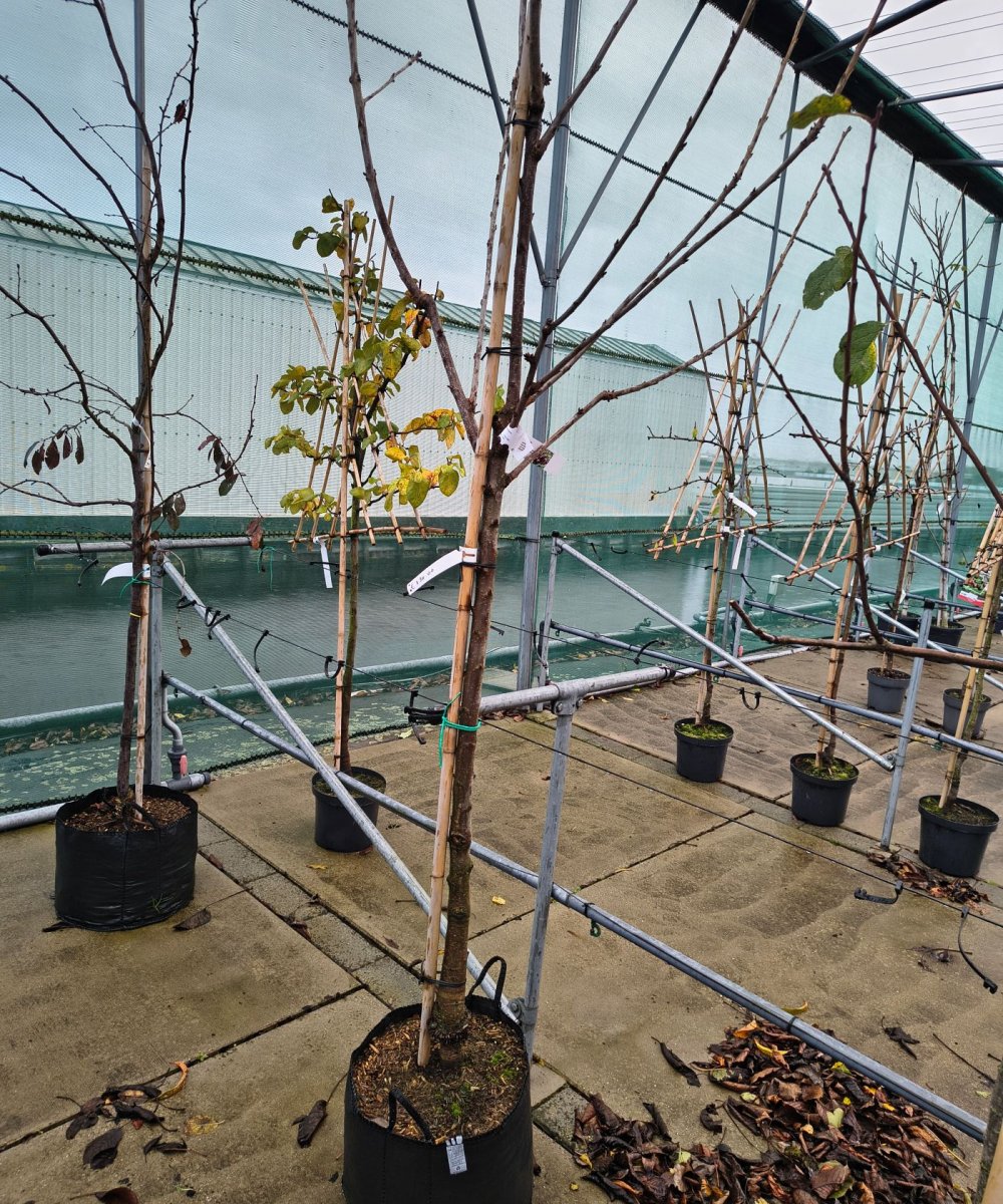 Foto van de karakterfruitboom KB00186