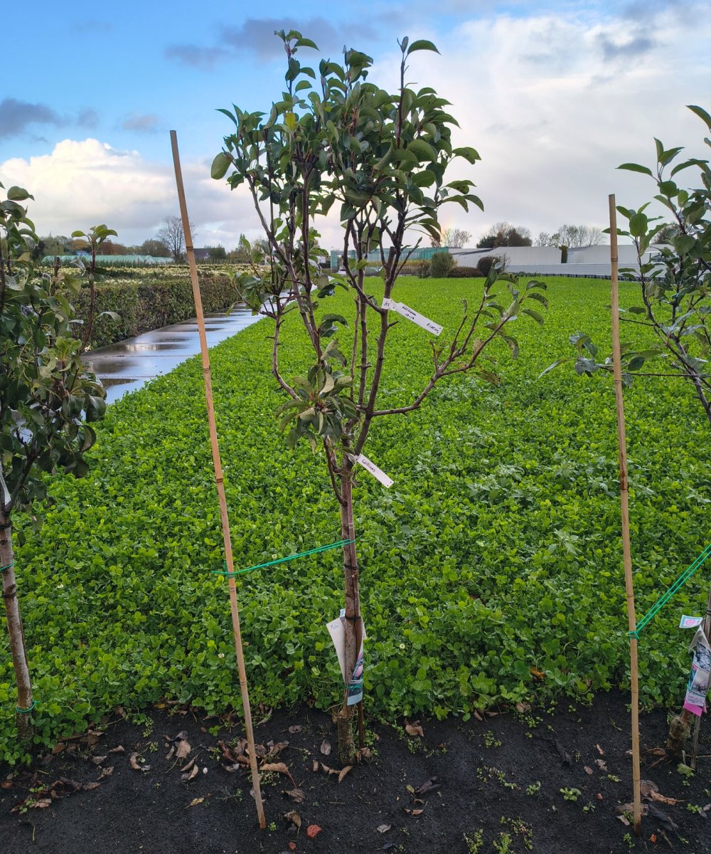 Foto van de karakterfruitboom KB00189