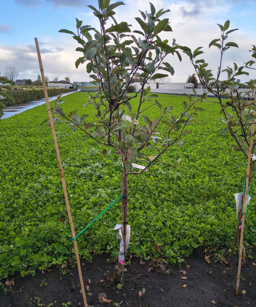 Foto van de karakterfruitboom KB00190