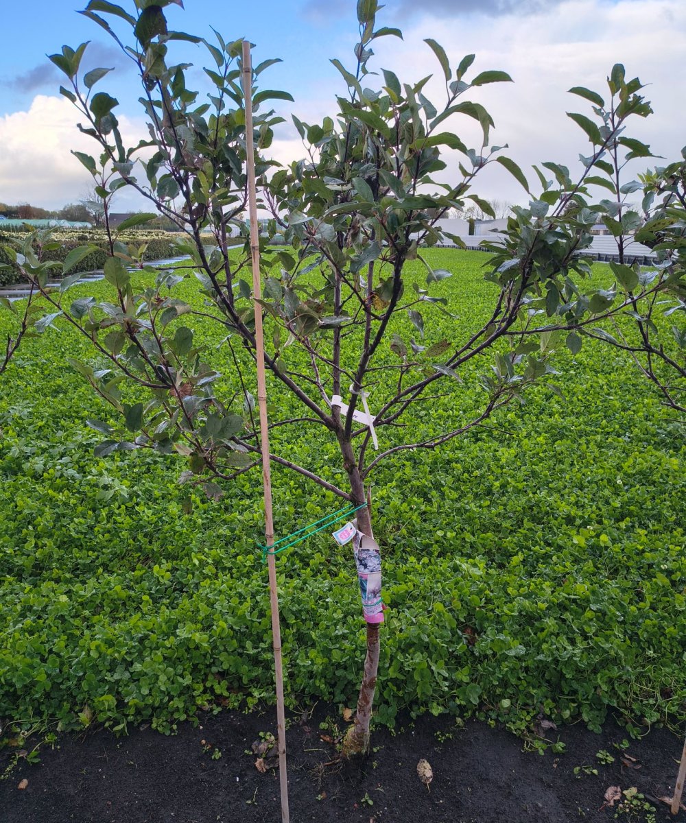 Foto van de karakterfruitboom KB00192