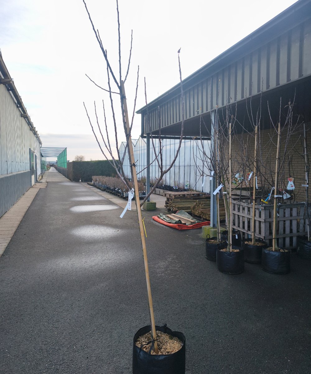 Foto van de karakterfruitboom KB00200