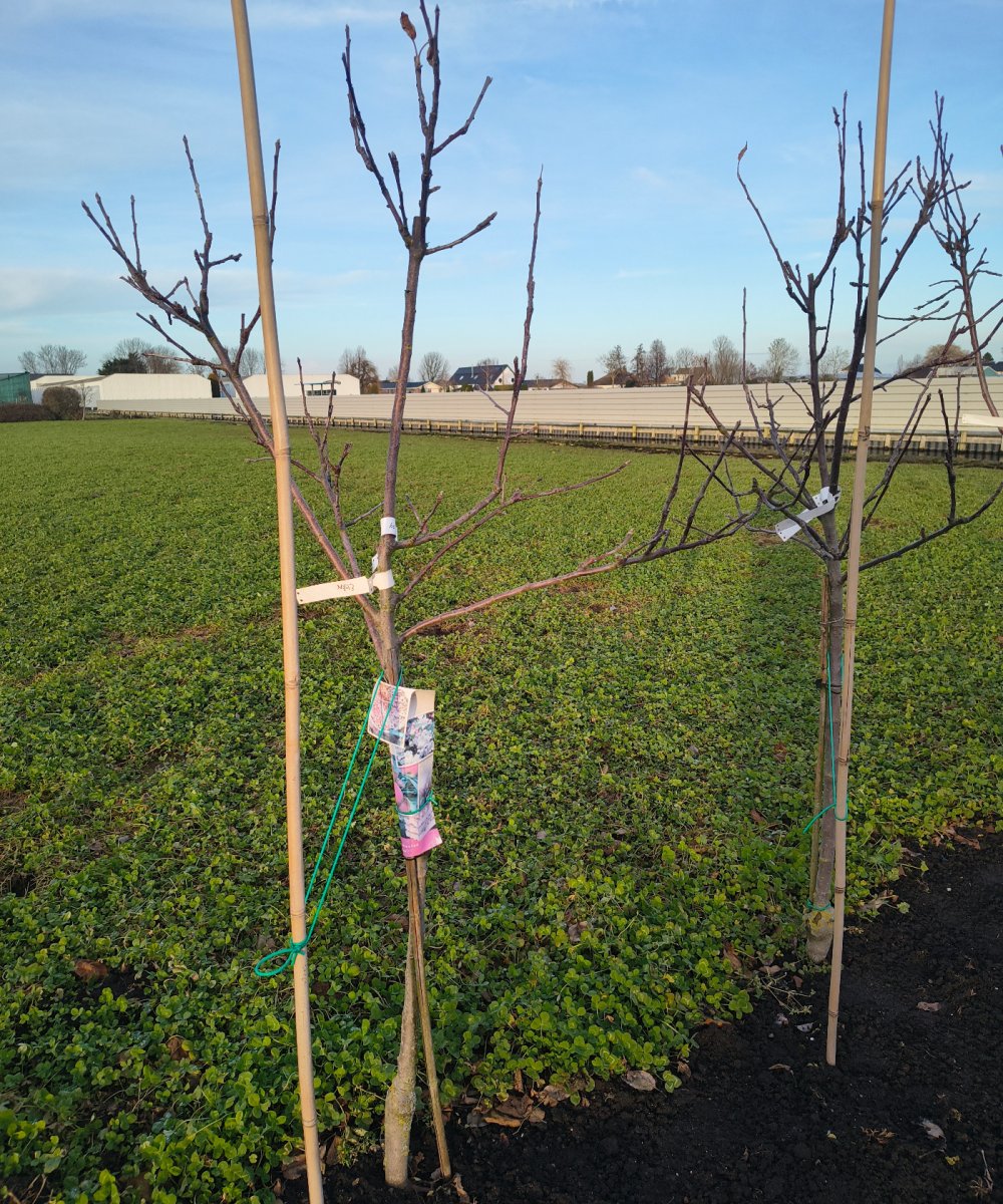 Foto van de karakterfruitboom KB00205
