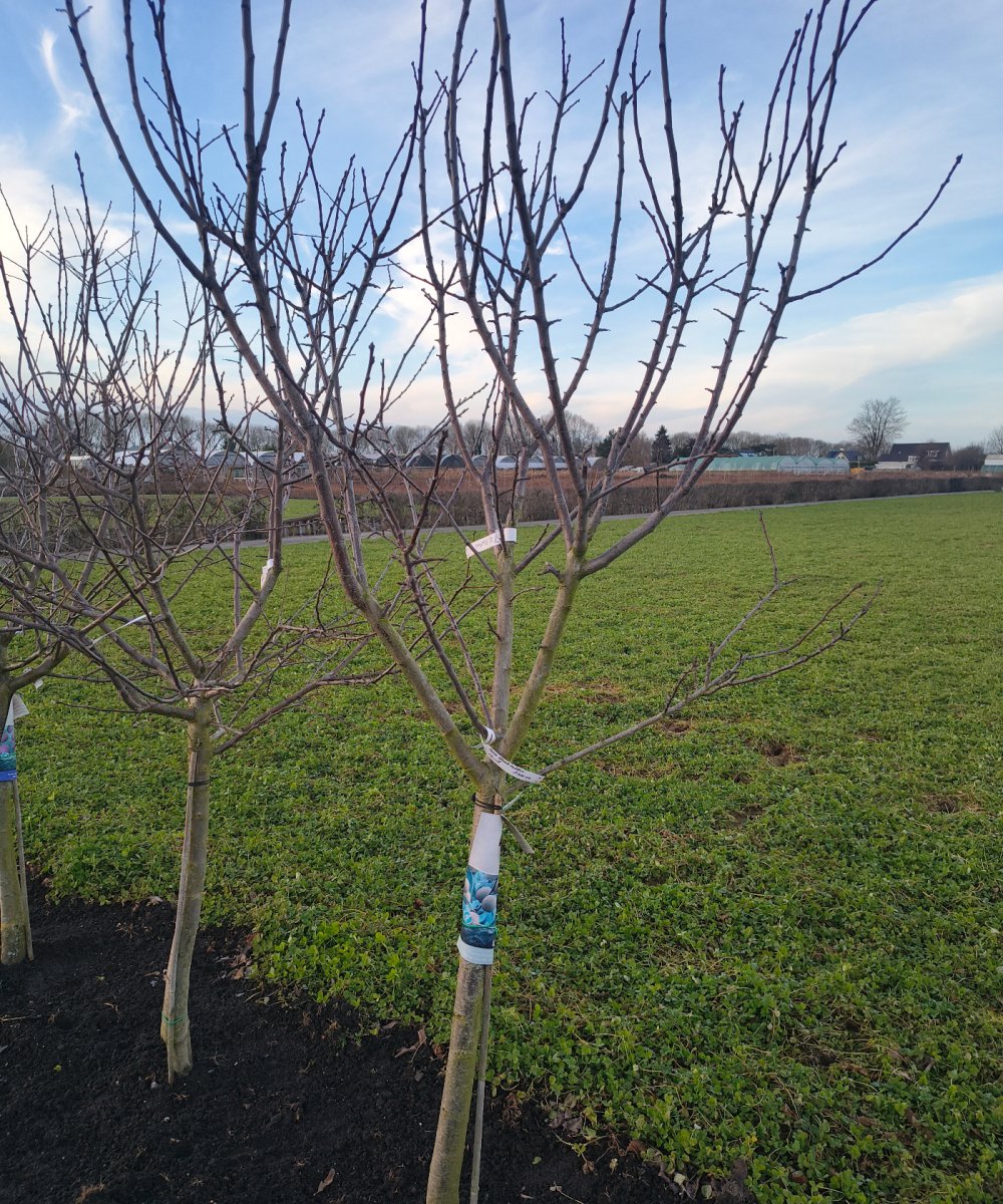 Foto van de karakterfruitboom KB00213
