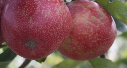 Appelboom 'Summerred' - vanaf € 19,99 - Consumptieappelbomen