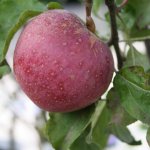 Appelboom 'Sterappel'