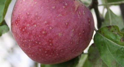 Appelboom 'Sterappel' - vanaf € 19,99 - Consumptieappelbomen