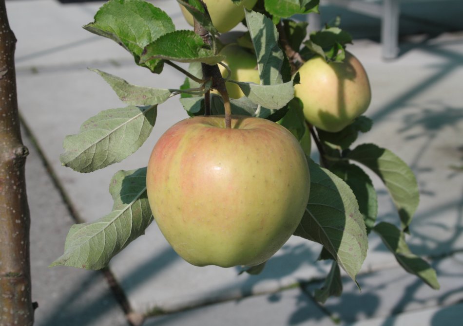 Malus domestica 'Pinova'