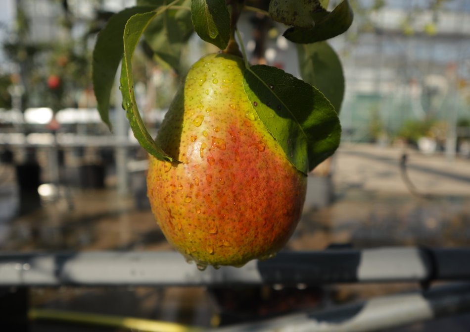 Pyrus communis 'Bonne Louise d'Avranches'