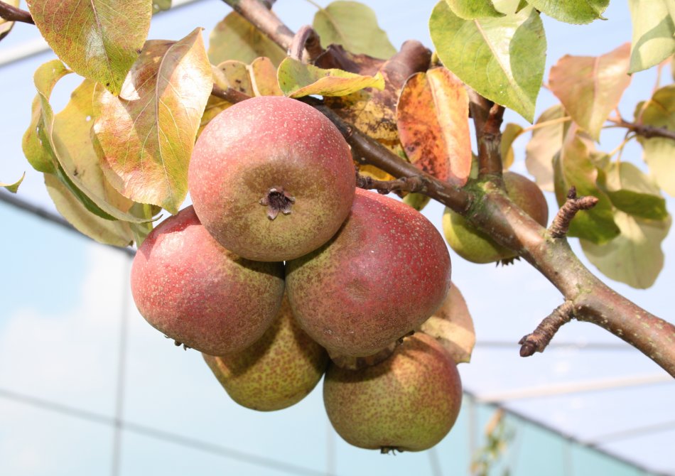 Peer 'Zoete Brederode' - Foto gemaakt door Frank Houweling, Fruitbomen.net Pyrus communis 'Zoete Brederode'