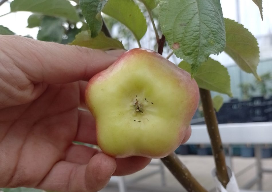 Malus domestica 'Apistar'