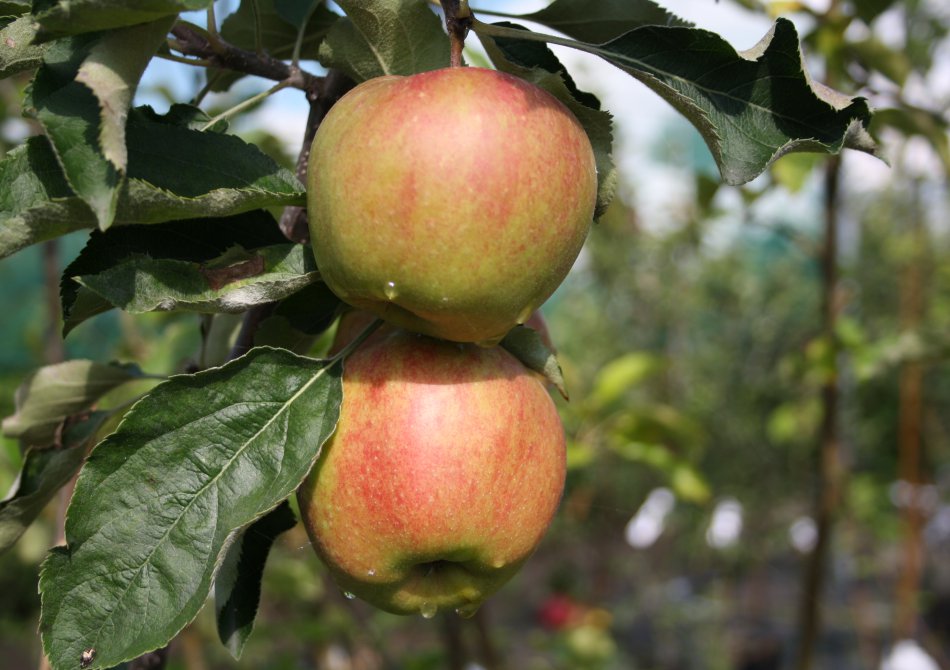 Malus domestica 'Jonagold'