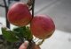 Malus domestica 'Groninger kroon'