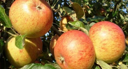 Appelboom 'Zoete Oranje' - vanaf € 22,99 - Consumptieappelbomen
