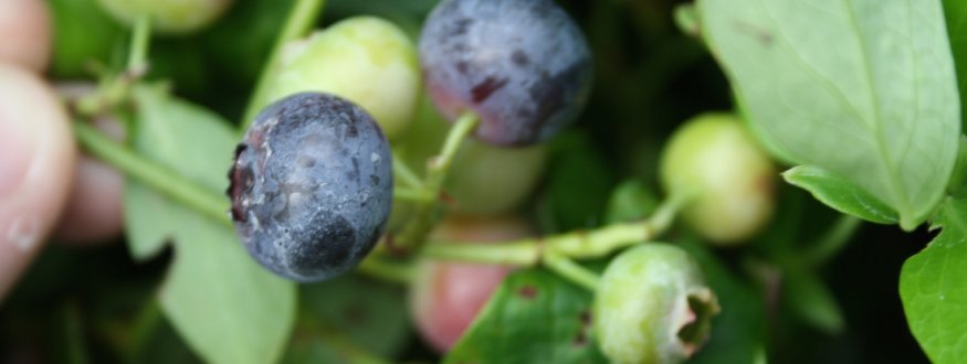 Foto van fruit van Blauwe bessenstruiken