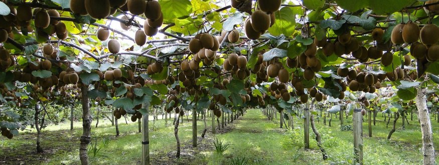 Kiwi 'Hayward'