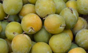 Na jaren nog geen fruit in de `Reine Claude` pruimenboom