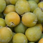 Na jaren nog geen fruit in de `Reine Claude` pruimenboom