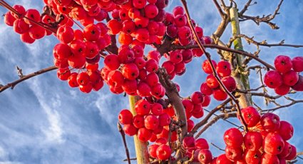 Sierappelboom 'Red Sentinel' - vanaf € 19,99 - Sierappelbomen